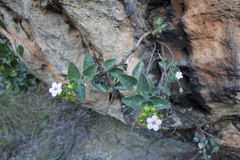 Teedia pubescens