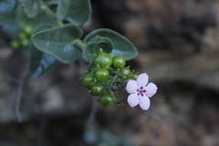 Teedia pubescens