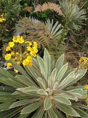 Espeletia corymbosa