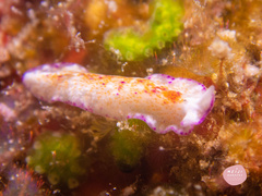 Pseudoceros goslineri