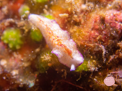 Pseudoceros goslineri