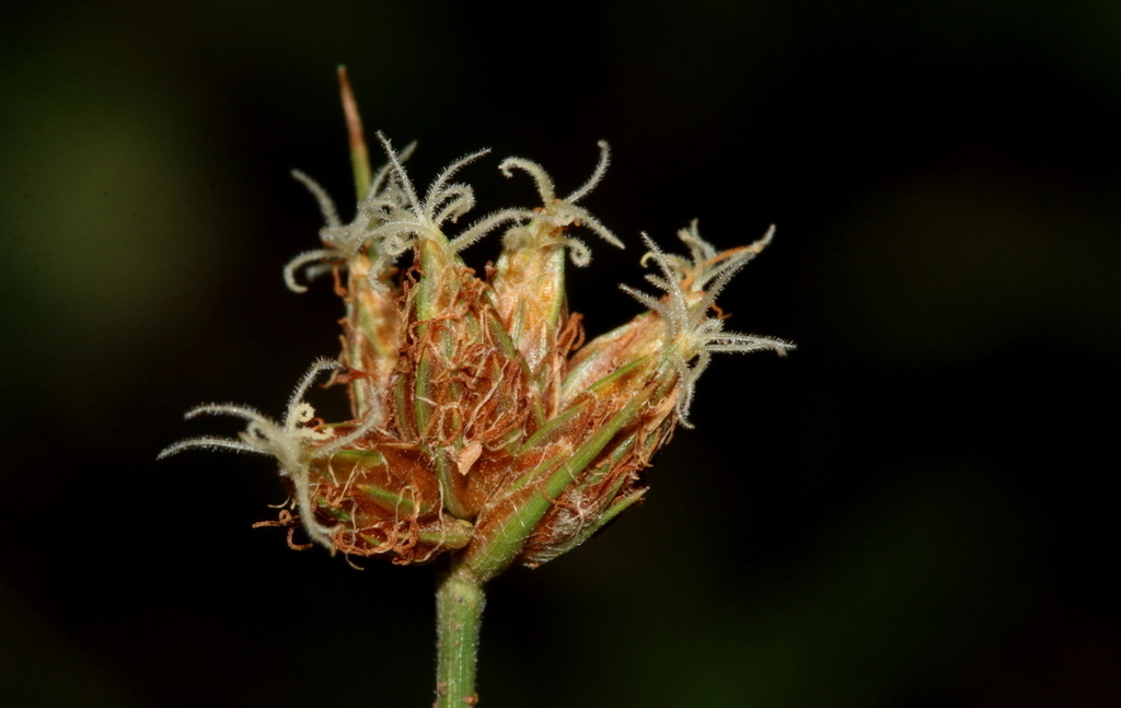 Bulbostylis contexta