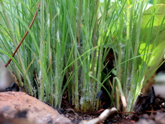 Bulbostylis contexta