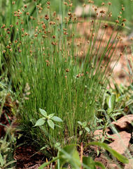 Bulbostylis contexta