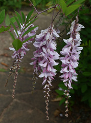Indigofera decora