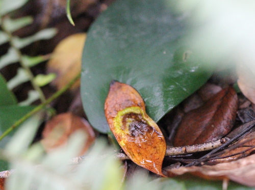 Dalbergia odorifera, photograph 6