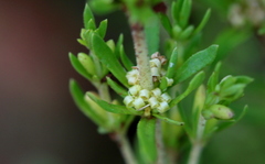 Crassula lanceolata transvaalensis