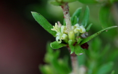 Crassula lanceolata transvaalensis