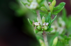 Crassula lanceolata transvaalensis