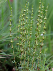 Crassula lanceolata transvaalensis