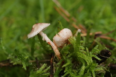 Leucoagaricus georginae