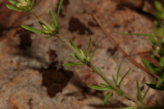 Crassula lanceolata transvaalensis