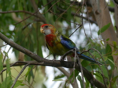 Platycercus eximius