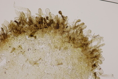 Leucoagaricus georginae