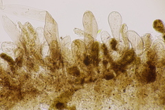 Leucoagaricus georginae