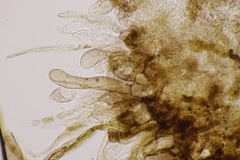 Leucoagaricus georginae