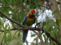 Platycercus eximius