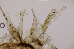 Leucoagaricus georginae