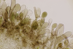 Leucoagaricus georginae