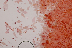 Leucoagaricus georginae