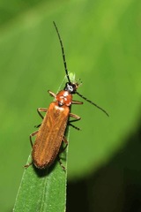 Rhagonycha nigriceps