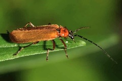 Rhagonycha nigriceps