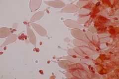 Leucoagaricus georginae