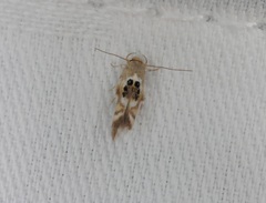Hieromantis arcuata