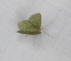 Idiochlora minuscula