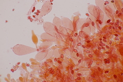 Leucoagaricus georginae