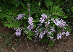 Indigofera decora