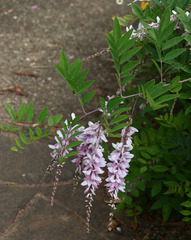 Indigofera decora