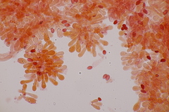 Leucoagaricus georginae