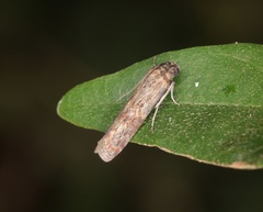 Phycita cirrhodelta