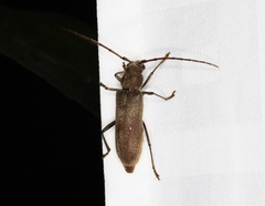 Gnatholea eburifera