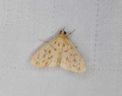 Tabidia obvia