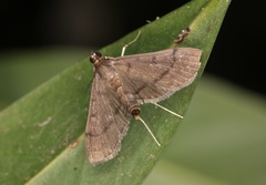 Almonia