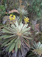 Espeletia corymbosa