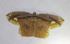 Pareumelea eugeniata