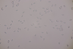 Leucoagaricus georginae