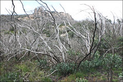 Eucalyptus pauciflora niphophila