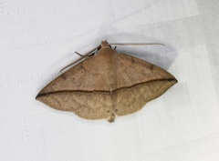 Ugia purpurea