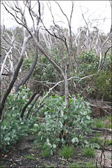 Eucalyptus pauciflora niphophila