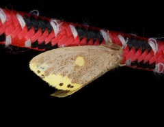 Euproctis quadrangularis