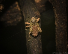 Tychreus sellatus
