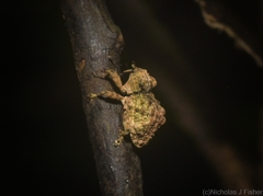Tychreus sellatus