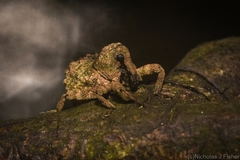 Tychreus sellatus