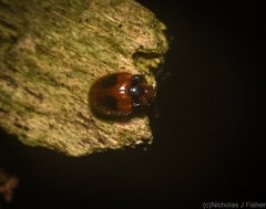 Stenotarsus bimaculipennis