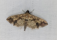 Ategumia adipalis
