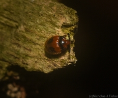 Stenotarsus bimaculipennis